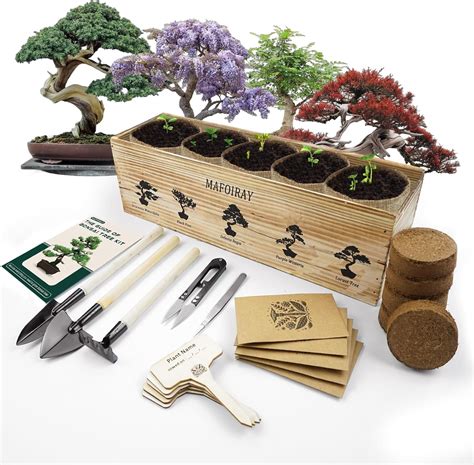 Bonsai Tree Gifts Amazon