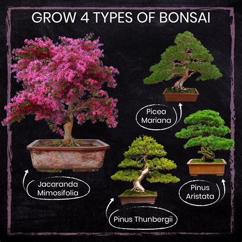 Bonsai Tree Growing From Seed