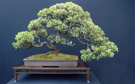 Bonsai Tree Japan
