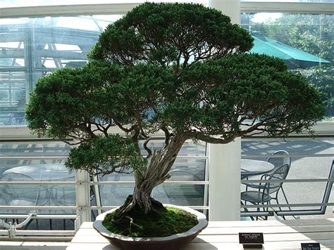 Bonsai Tree Juniper Indoors