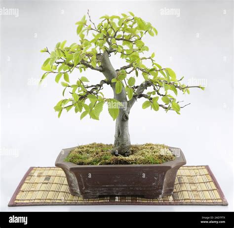 Bonsai Tree No Leaves