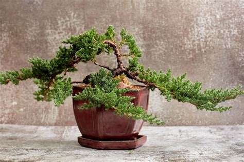 Bonsai Tree Order Online