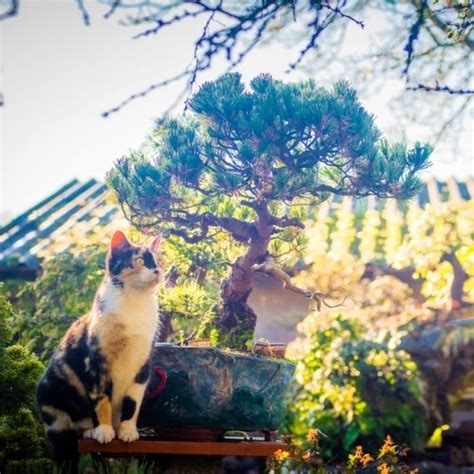 Bonsai Tree Pet Names