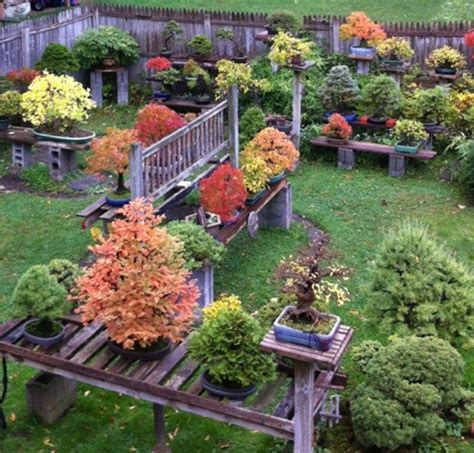 Bonsai Tree Queens Ny