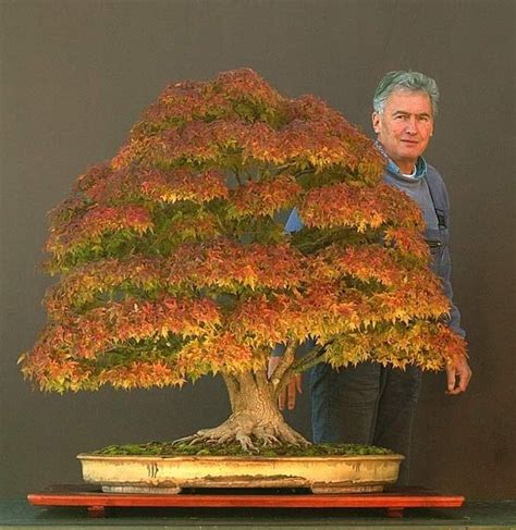 Bonsai Tree Quora