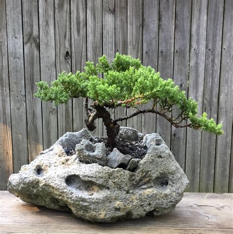 Bonsai Tree Rocks