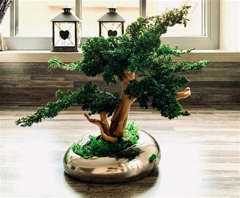Bonsai Tree To Order