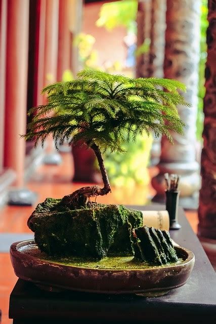 Bonsai Tree Upkeep