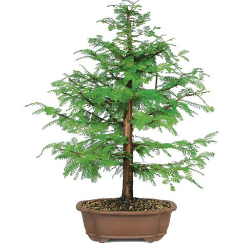 bonsai tree walmart delivery