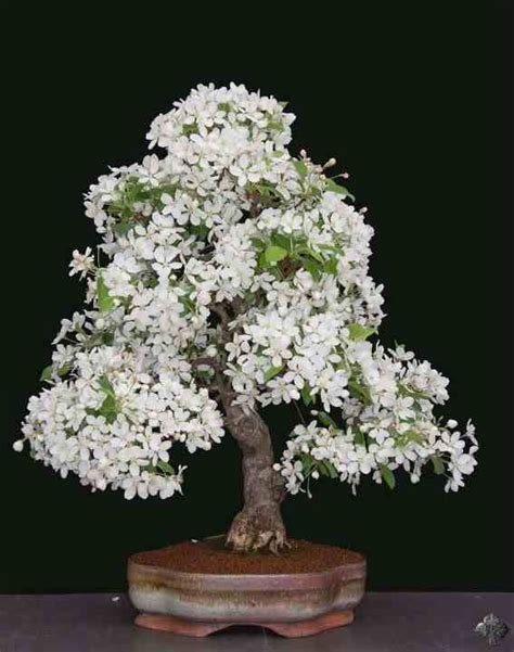 bonsai tree with white flowers