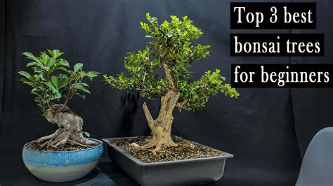 Bonsai Trees For Beginners