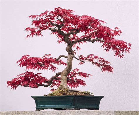 bonsai trees for sale japanese red maple