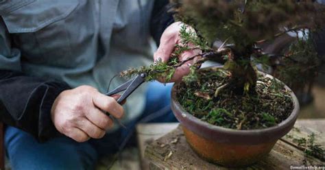 Bonsai Trunk Bender