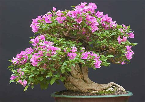 bonsai with flower