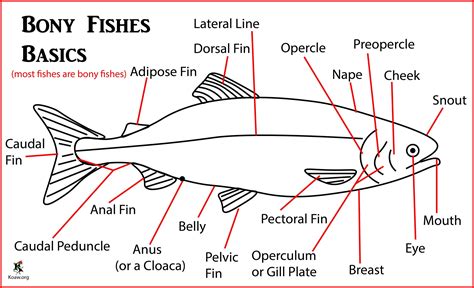 bony fish anatomy labeled