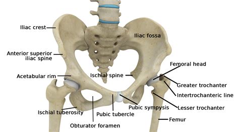 bony part of hip