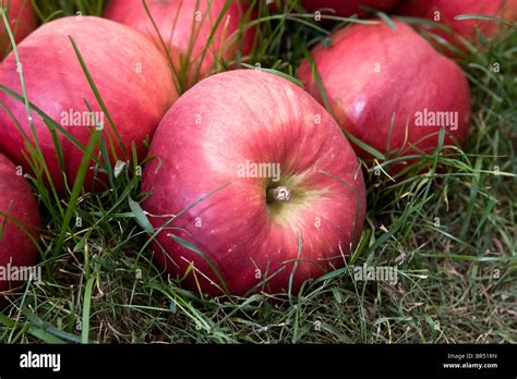 bonza apples