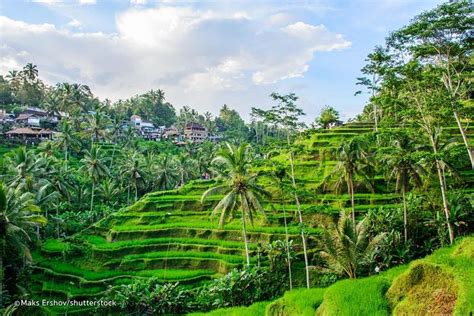 Book Ubud Tour