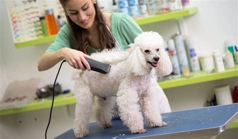 book dog grooming online near me