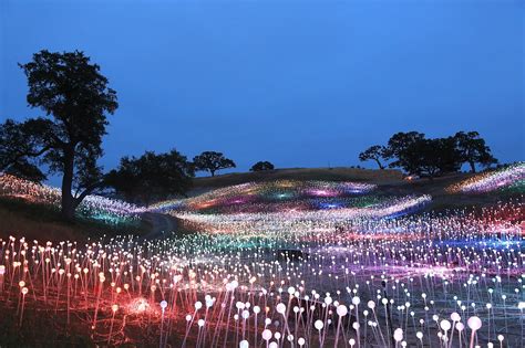 book field of lights