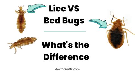 Book Lice Vs Bed Bugs