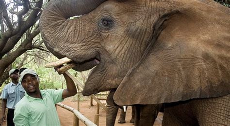 booking elephant encounter