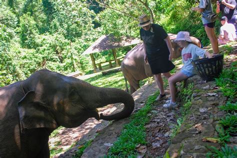 booking elephant experience
