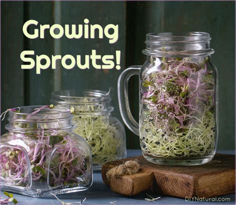 books on growing sprouts