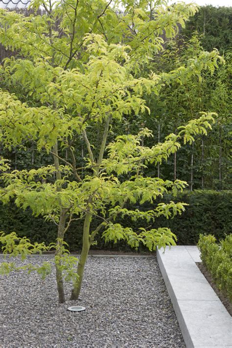 Boom Niet Hoger Dan 3 Meter