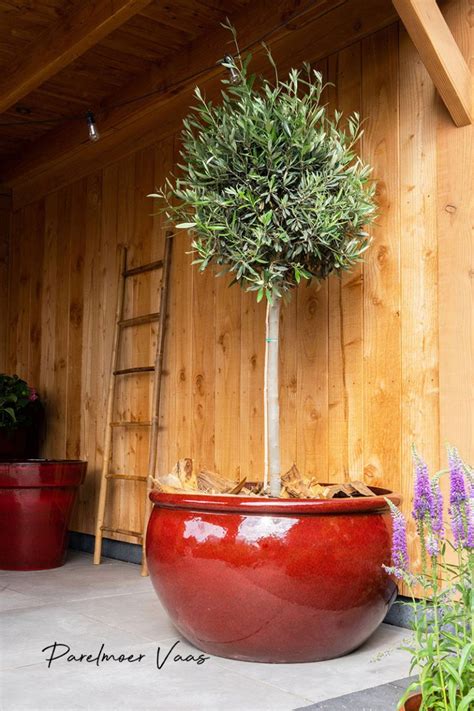 Boompje In Kleine Tuin