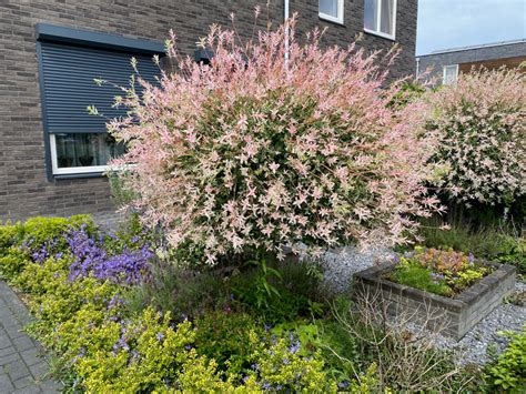 Boompjes Op Stam Voortuin
