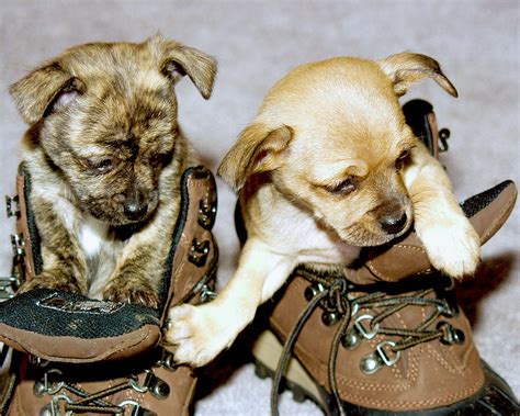 Boots For Pups