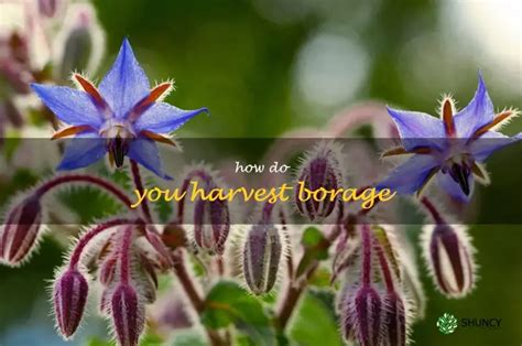 Borage Harvest