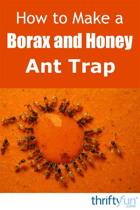 Making a Borax and Honey Ant Trap ThriftyFun