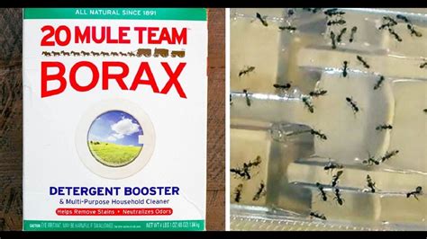 borax detergent kills roaches