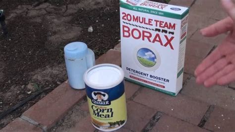 borax for killing ants