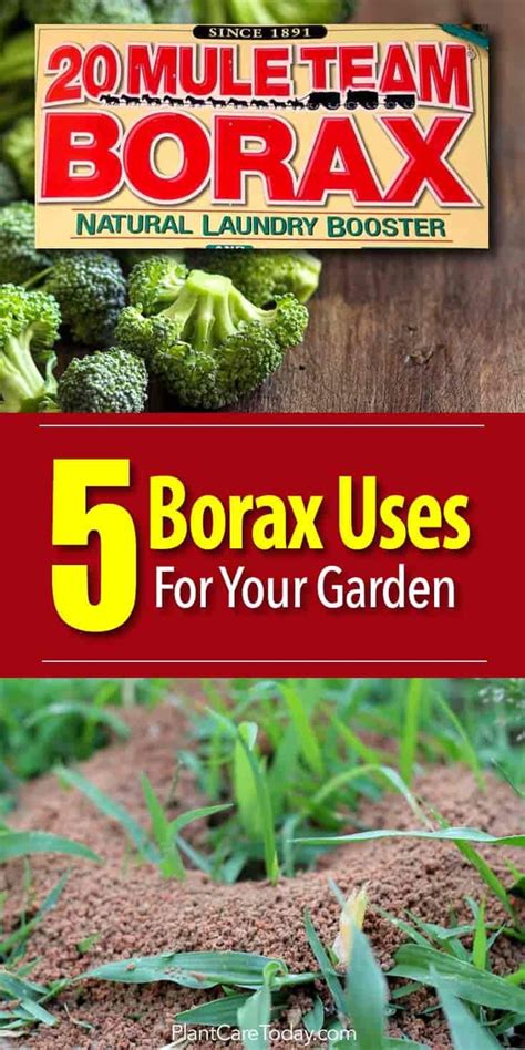 Borax Powder Generise