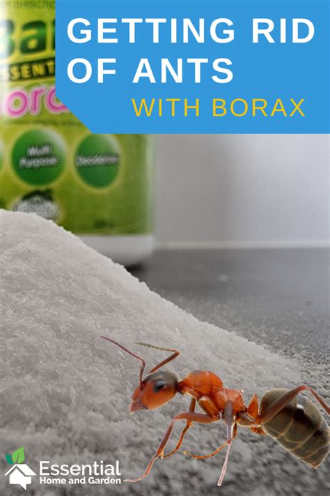 borax powder for carpenter ants
