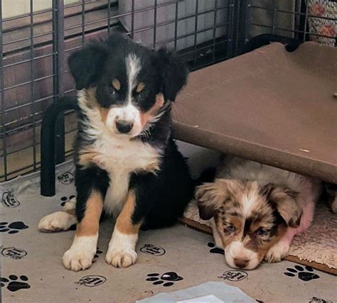 Border Aussie Puppies For Adoption