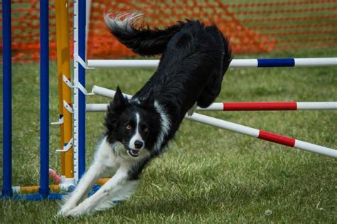 border collie agility training