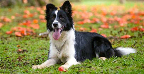 border collie breed group