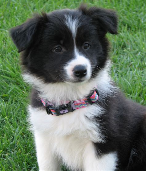 border collie breeders new england