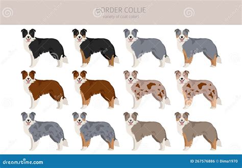Border Collie Coat Lengths