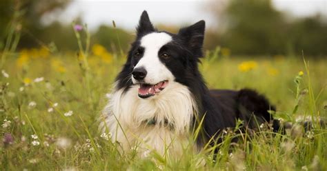 New Border Collie Como Educarlo Going Viral