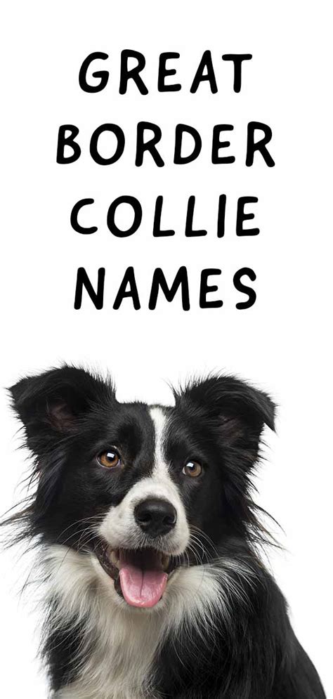 border collie dog names