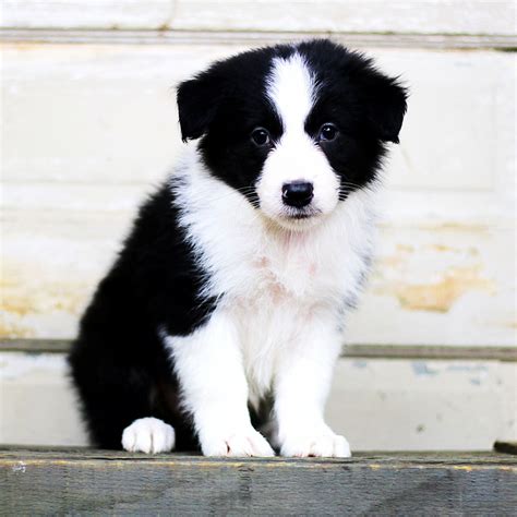 border collie dog puppy