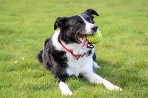 border collie dog rescue