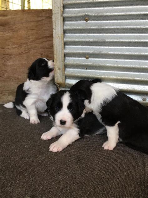 border collie dogs for sale nsw