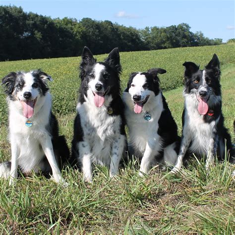 border collie for adoption near me