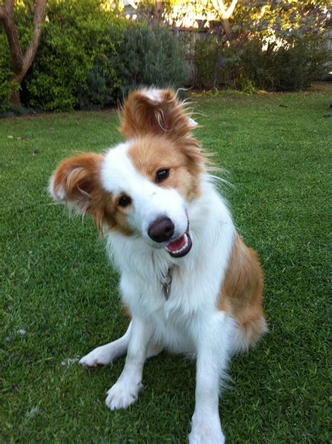 border collie for sale sydney